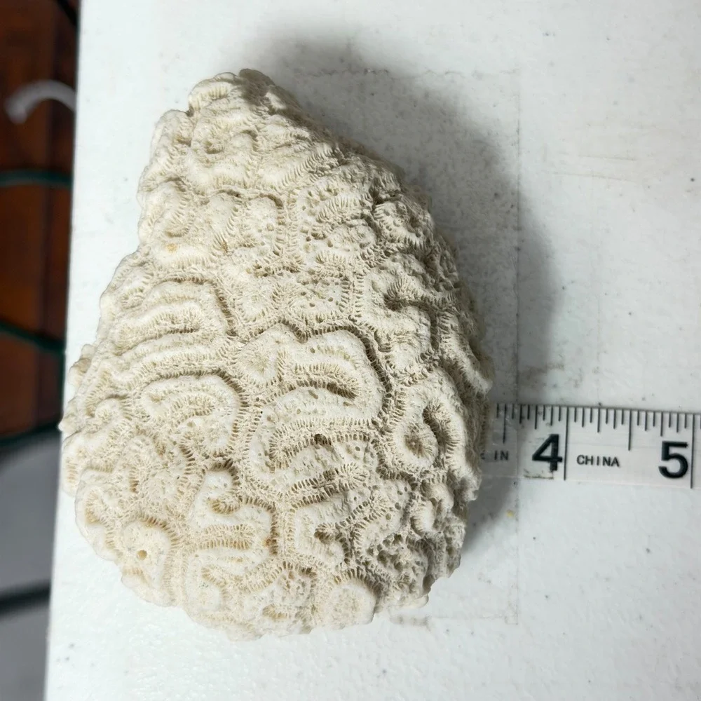 Fossilized Natural White Brain Coral Specimen Ocean Sea Life Coastal Decor 4.5‎